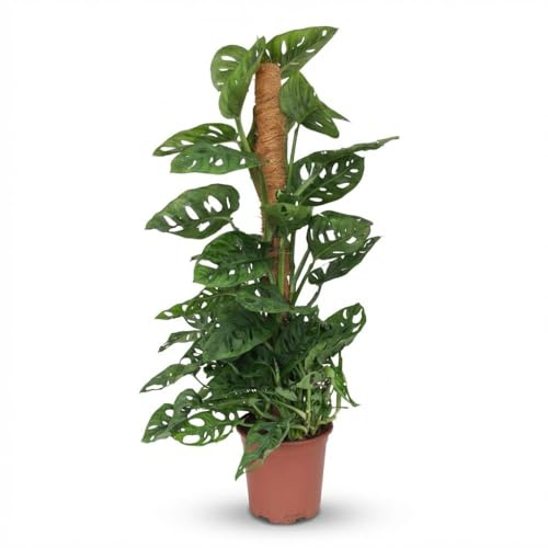 Monstera Adansonii con Tutor de Musgo, Planta de Interior, Verde, 90 cm