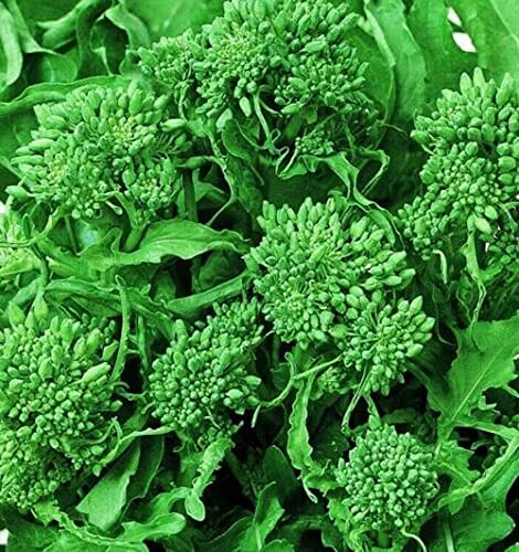 Spring Broccoli Rabe Seeds - Rapini and Brassica Rapa VAR Ruvo Seeds