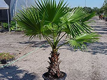 Messicano Palma, Washingtonia Robusta, Semi di Albero (Fast l Evergreen) (60) : grani