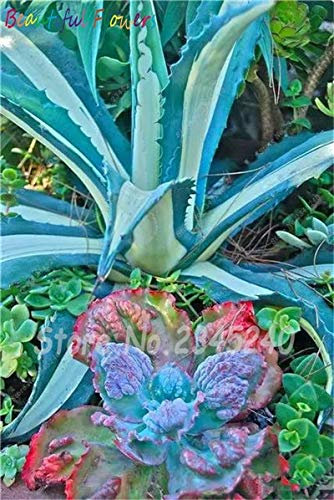 Bloom Green Co. 100 pc/Sacchetto Semi di Aloe Cactus Agave, Piante succulente Rare Bonsai Semi Agave-Americana Vaso Agave Piante per Il Giardino Domestico: 16