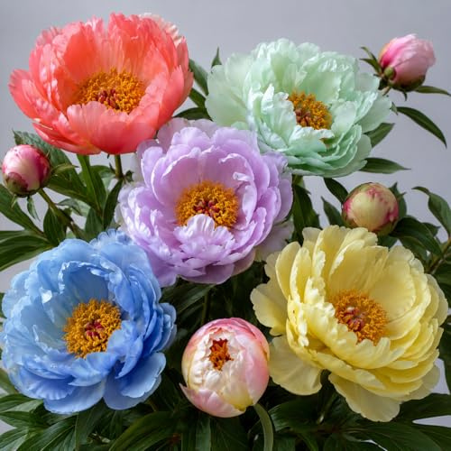 Pfingstrosen-Kältefeste, Exklusive Geschenke-Kunst Design, Schick-Hochwertige Dekoration-2zwiebeln-F