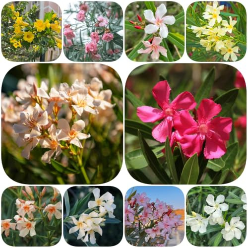 semillas de adelfa - semillas de del jardín exótico variedades antiguas balcón primavera lugares soleados rara biología 18pcs