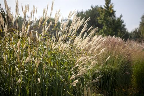 Miscanthus sinensis 'Silberturm' ca. 11x11 cm Topf - Chinaschilf, silberweiße Blütenrispen, ideal für Rabatten, winterhart, pflegeleicht