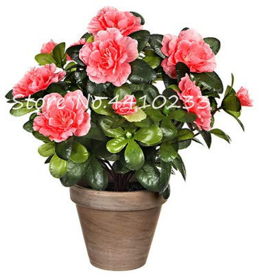 100 pz SEMI Rododendro Azalea fiori per il giardinaggio rosa pálido
