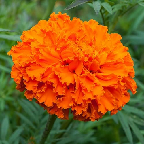 Ringelblumensamen 100 Stück orange