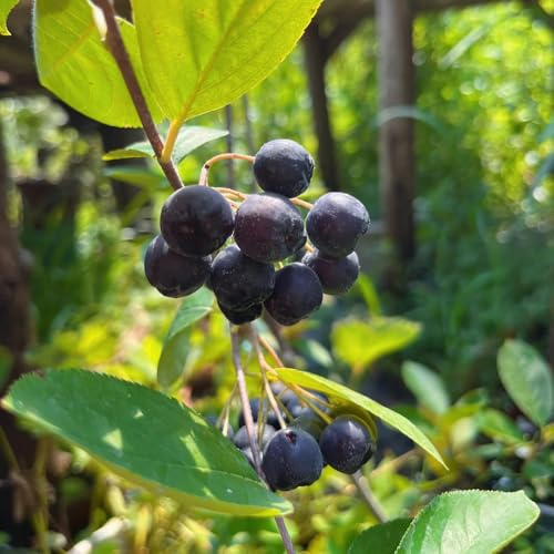 Semillas de Aronia Melanocarpa, comprar Aronia negra, semillas de balcón resistentes para el jardín fresca columnar 200pcs