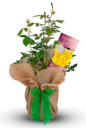 Carbeth Plants Happy Birthday Rose Bush Gift Wrapped - Yellow Hybrid Tea