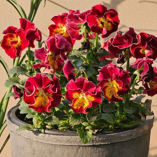 semi di viola del pensiero resistenti - violetta cornuta perenne balcone giardino 30pcs