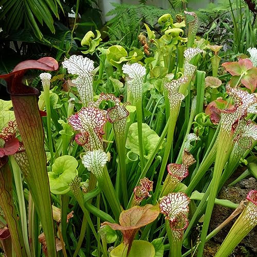 Sarracenia Seeds - Pitcher Plant Mixed Rare Species Carnivorous - 15 Seeds