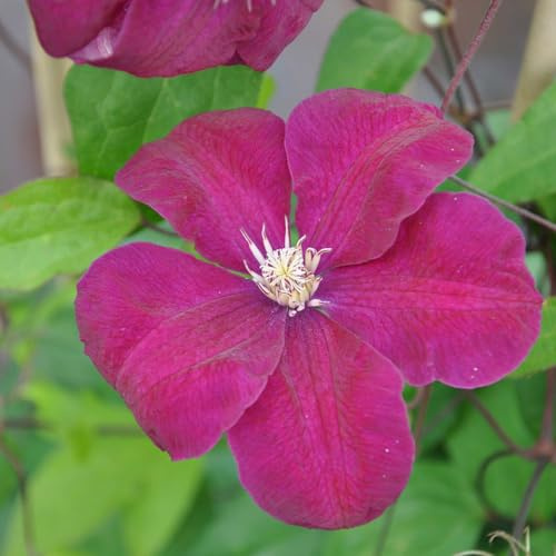 Clematis 'Rouge Cardinal', 2er-Set, rot, Höhe 60-80 cm, Topf 2 Liter