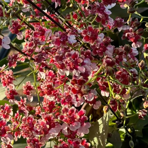 Semi di orchidea Oncidium - estivi resistenti copertura del terreno semi di selvatici raro per gli amanti del giardino vecchie varietà da ufficio come 120pcs