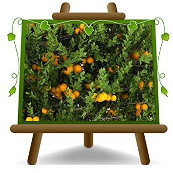 EURO PLANTS VIVAI Agrumi Arancio Dolce – Citrus Sinensis - pianta da frutto su vaso su vaso 35 cm - Altezza 150~160 cm