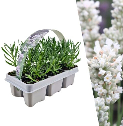 Weißer Duft-Lavendel 6 Lavendel Pflanze angustifolia | Lavendelpflanzen winterhart | echter lavendel | Gartenpflanzen | Lavendelstrauch | Lavendel Pflanze | duftlavendel | 6 x Ø7 cm | 15 cm