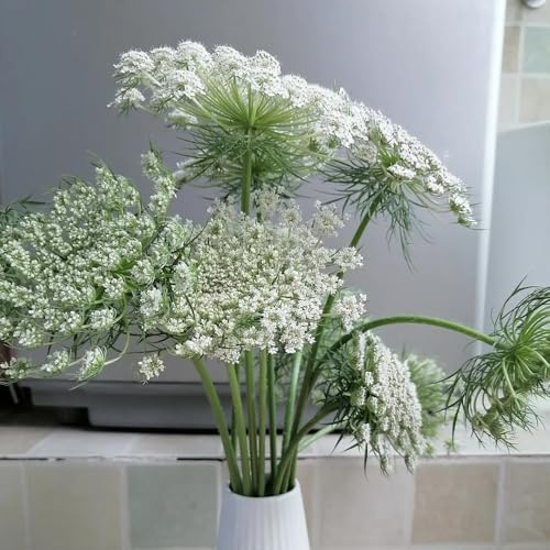 Semillas de Orlaya grandiflora, resistentes para balcones. semillas de jardín de balcón resistentes 100pcs