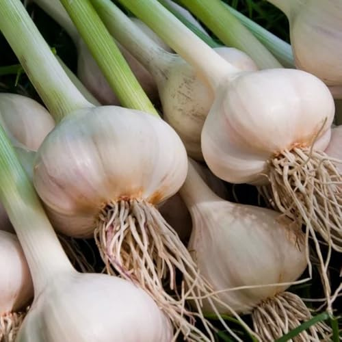 Knoblauch Bio, winterharte für balkon pflanzknoblauch kaufen gemüsesamen seltene exotische winterhart 150Samen