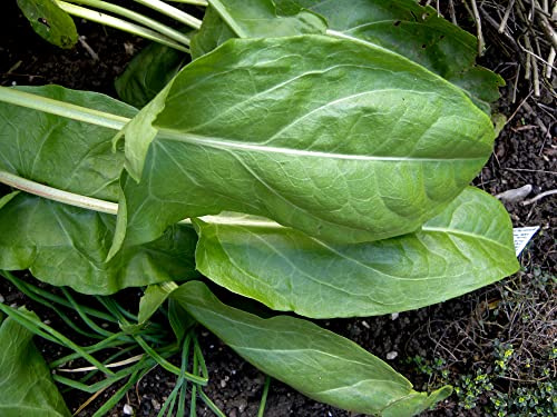 CEMEHA SEEDS - Seeds Odessa Sorrel Broadleaf 45 Days Non GMO Vegetable for Planting 2000 Seeds