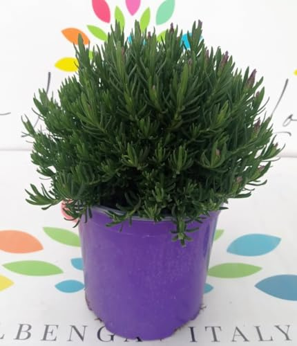 Lavanda Stoechas pianta su vaso cm 18
