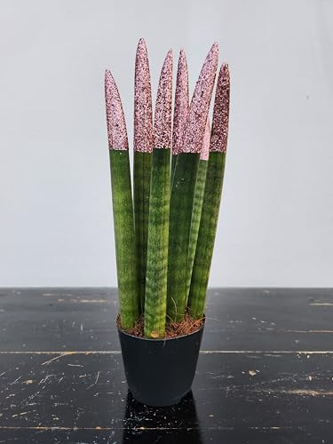 POWERS TO FLOWERS - SANSEVERIA CILINDRICA COLOR LIFE ROSA BRILLANTINATA, ALTEZZA 25/30CM, pianta vera