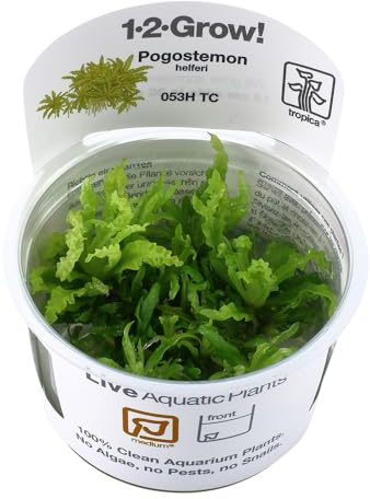 Aquatic Plants Tropica - Pogostemon helferi 1-2 GROW