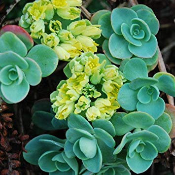 seedsown - Semillas de Sedum Obcordatum