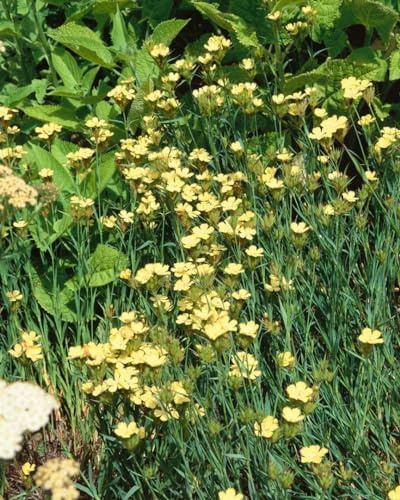 Dianthus knappii 9x9 cm Topf – Winterhart, Mehrjährig, Pflegeleicht – Steingarten-Nelke – Staude für Steingarten & Beet