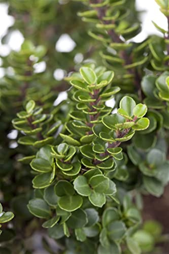 Japanische Stechpalme Ilex crenata Mariesii 30-40 cm winterhart