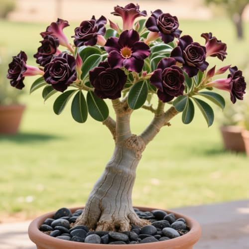 KJERTIZCVB Rizomas de Rosa del Desierto Resistentes al frío/Rizomas de Rosa del Desierto raros/Decoraciones de jardín-1 Rizoma-E