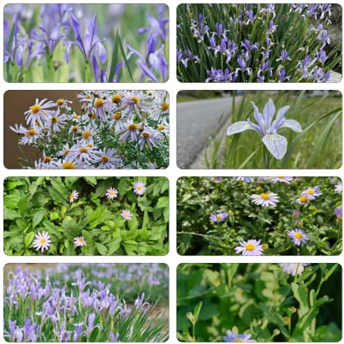 Aster indicus reales balcón camas elevadas los temprano arbusto de mariposas semillas de silvestres perennes resistentes semillas 700pcs