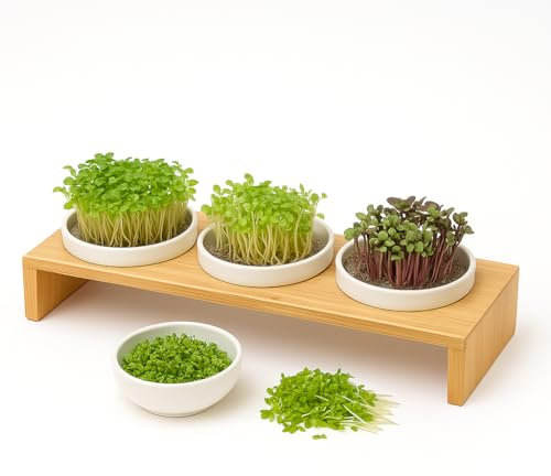 Große Kressebank 42cm mit 3 Kresse Anzuchtschalen für Kressesamen, Sprossen & Microgreens – Sprossen Anzuchtset mit Keimschalen, 3 Anzuchttöpfe für Keimlinge – 3 x Keimschale mit Kressesieb