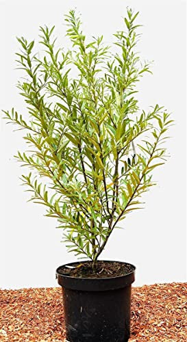 Hippophae rhamnoides 'Leikora' 40-60 cm – Winterhart, Mehrjährig, Pflegeleicht – Sanddorn – Heckenpflanze für Garten & Sichtschutz