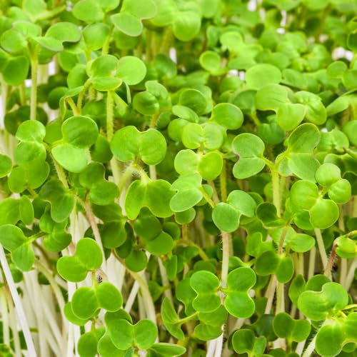 Mustard White Sprouting Seeds – Nutritious & Tangy Microgreens for Fresh Salads, Sandwiches, & Smoothies – Easy to Grow at Home