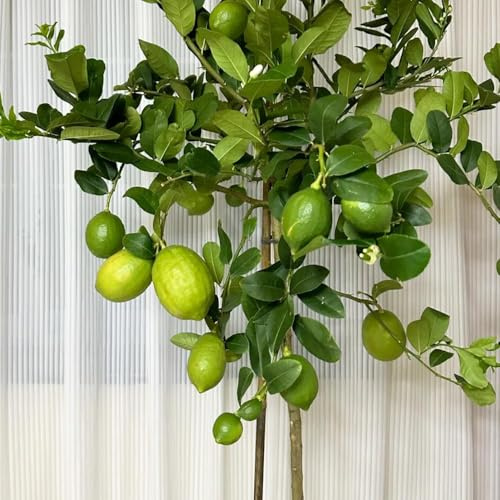 20 pezzi semi resistenti di limonero - da giardino resistenti, piccolo per le donne, rari esotici nani sono semi