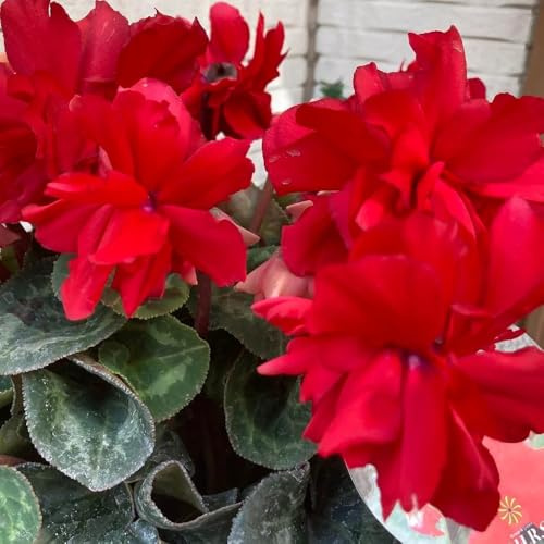ciclamino il giardino di interno ombra selvatici decorazione per 150semi