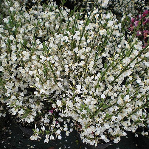 1 X CYTISUS PRAECOX 'Albus' Warminster Broom DECIDUOUS Shrub Hardy Plant in Pot