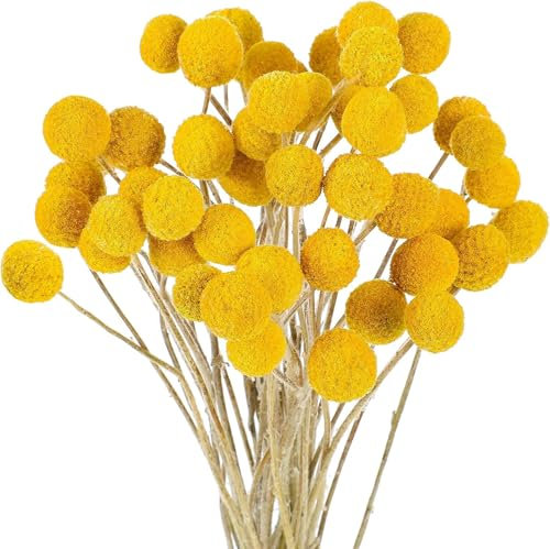 Dried Flowers,30pcs Dried Yellow Billy Buttons Craspedia Flower Balls Dried Flowers Bouquet, Artificial Flowers Bouquet Grass Flora For Home Decor, Autumn Decor,Cake Decorations Flower
