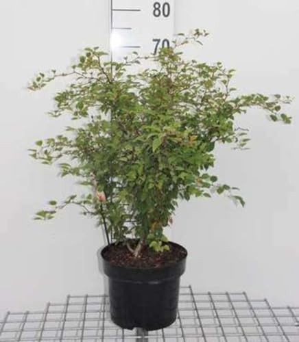 Prunus incisa 'Kojou-no-mai' - Geschlitzte Kirsche 60-80 cm - Container