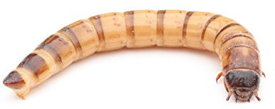 proinsects Zophobas 500 g lebend | Futtertiere