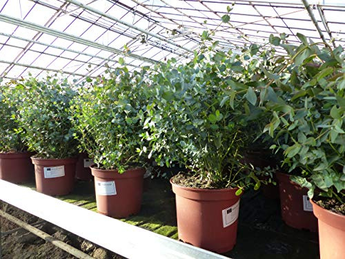 gruenwaren jakubik XXL Eucalyptus Gunni Gunnii Busch Eukalyptusbaum 40-60 cm, Pflanze winterhart