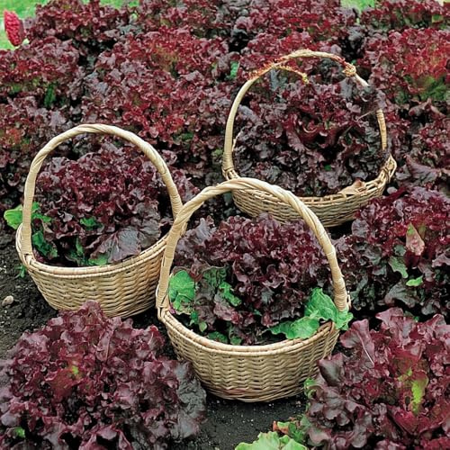 Lettuce Salad Bowl Red Seeds – Easy, Just Pick Leaves as Required – for Your Beautiful Kitchen Garden