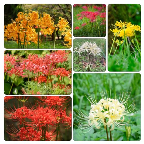 giglio ragno - Lycoris Radiata interno balcone giardino 8bulbi