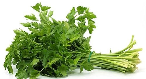 Semillas de Perejil Comestible Petroselinum Crispum Planta para Cocina Sobre de Semillas