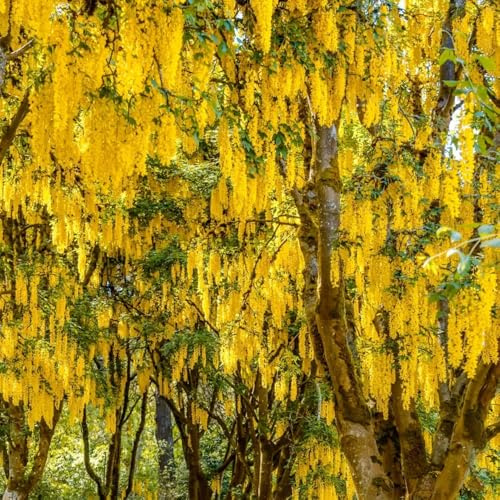 goldregen - immergrüne winterhart goldregen kaufen winterharte kübelpflanzen, deko gartenblumen, winterhart blühend exotische 200samen