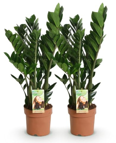 Green boutiQ - Plantes d'intérieur - Zamioculcas - Plante ZZ - Peu d'entretien - Vert - 2 Plantes - Pot 17cm - Hauteur 65-75cm