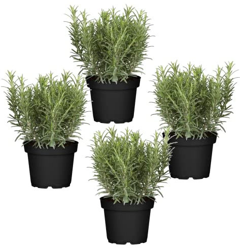 Cuatro Plantas de Romero - Plantas Premium DECOALIVE - Hierbas Naturales para Huerto Urbano - Plantas Aromáticas