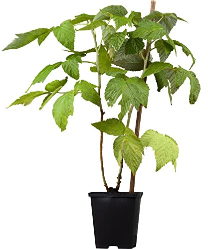 Árbol Frambueso PREMIUM Planta Natural Rubus Idaeus Arbusto Frutal