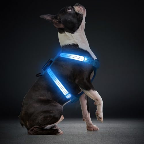 LED Hundegeschirr für kleine Hunde USB-C Wiederaufladbares Beleuchtetes Hundegeschirr Leuchtet Im Dunkeln welpengeschirr xs s Hundeweste Reflektierend für Nachtspaziergänge (Blau)