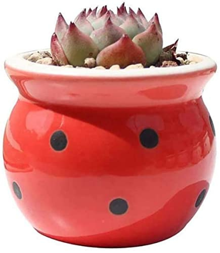 SBCGFY Macetas de cerámica redondas rosas para plantas suculentas de interior, de cerámica, blanco y rojo (rojo y negro)