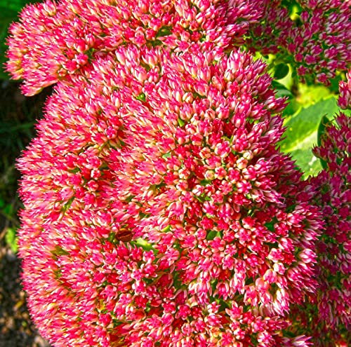 12 unità Sedum Spectabile 'Carmen' - Spighetta 'Carmen' Vaso 9x9cm ±1 m² - Sedum con Fiori Rosa e Crescita Elegante