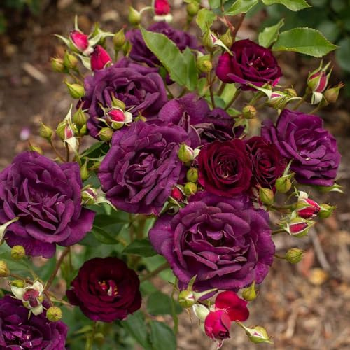Heirloom Roses Shrub Rose Bush - Midnight Blue™ Live Purple Plant for Outdoor Planting