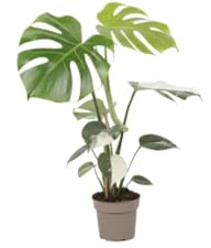 Planta Natural DECOALIVE Monstera Deliciosa Variegata Toque Decorativo Exótico y Sofisticado